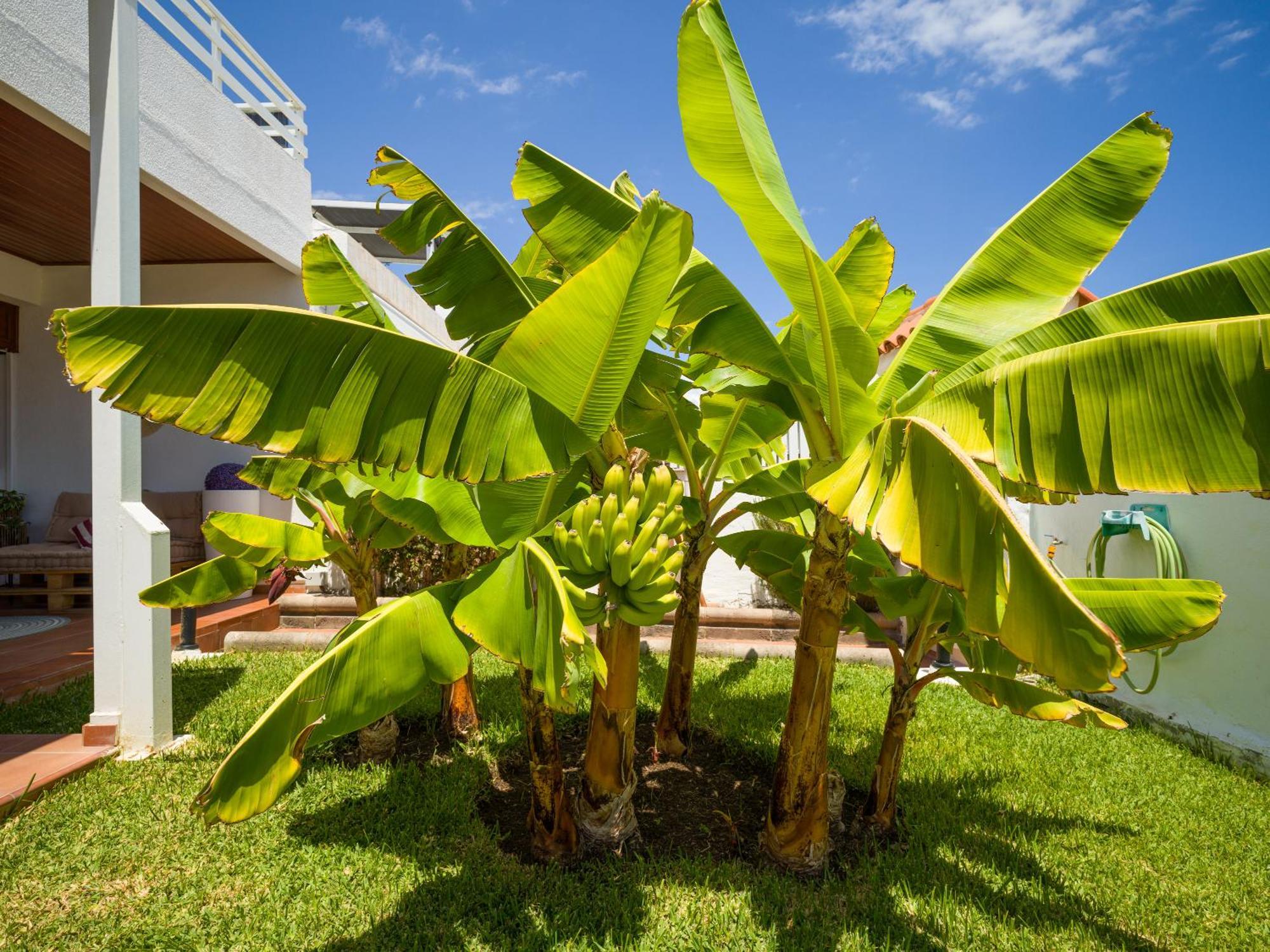Banana House In Top Location By Tenpropertiesgc Maspalomas  Esterno foto